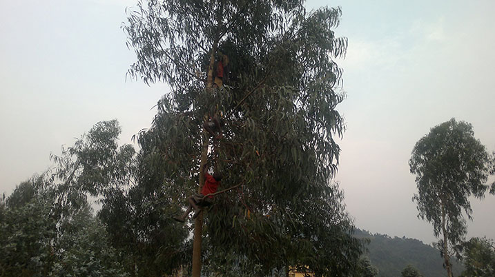 Abana bamwe buriraga ibiti kugira ngo bakurikirane umukino neza.