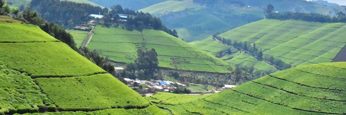 uruganda rw'icyayi rwa Rubaya rukikijwe n'imirima y'icyayi