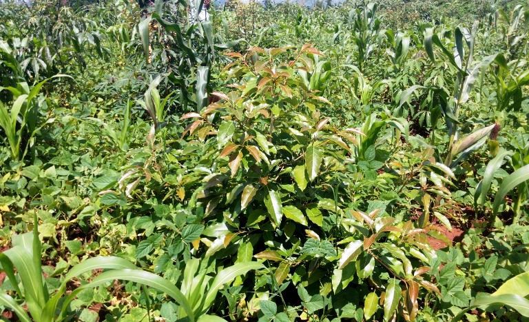 Abanyehuye baritabira guhinga avoka ku bwinshi