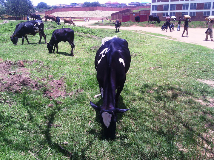 Abashumba b'izi nka bavuga ko isambu ari iya Leta kandi nabo ari leta, ndetse ngo basanzwe baharagira nta kibazo.