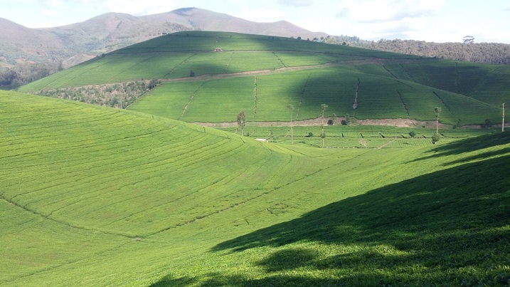 Abatashya mu mirima y