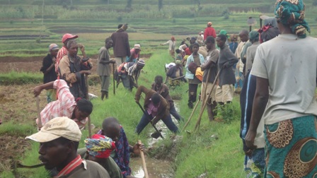 Abaturage basaga 1300 bahinga mu gishanga cya Rugeramigozi bakoranye umuganda n