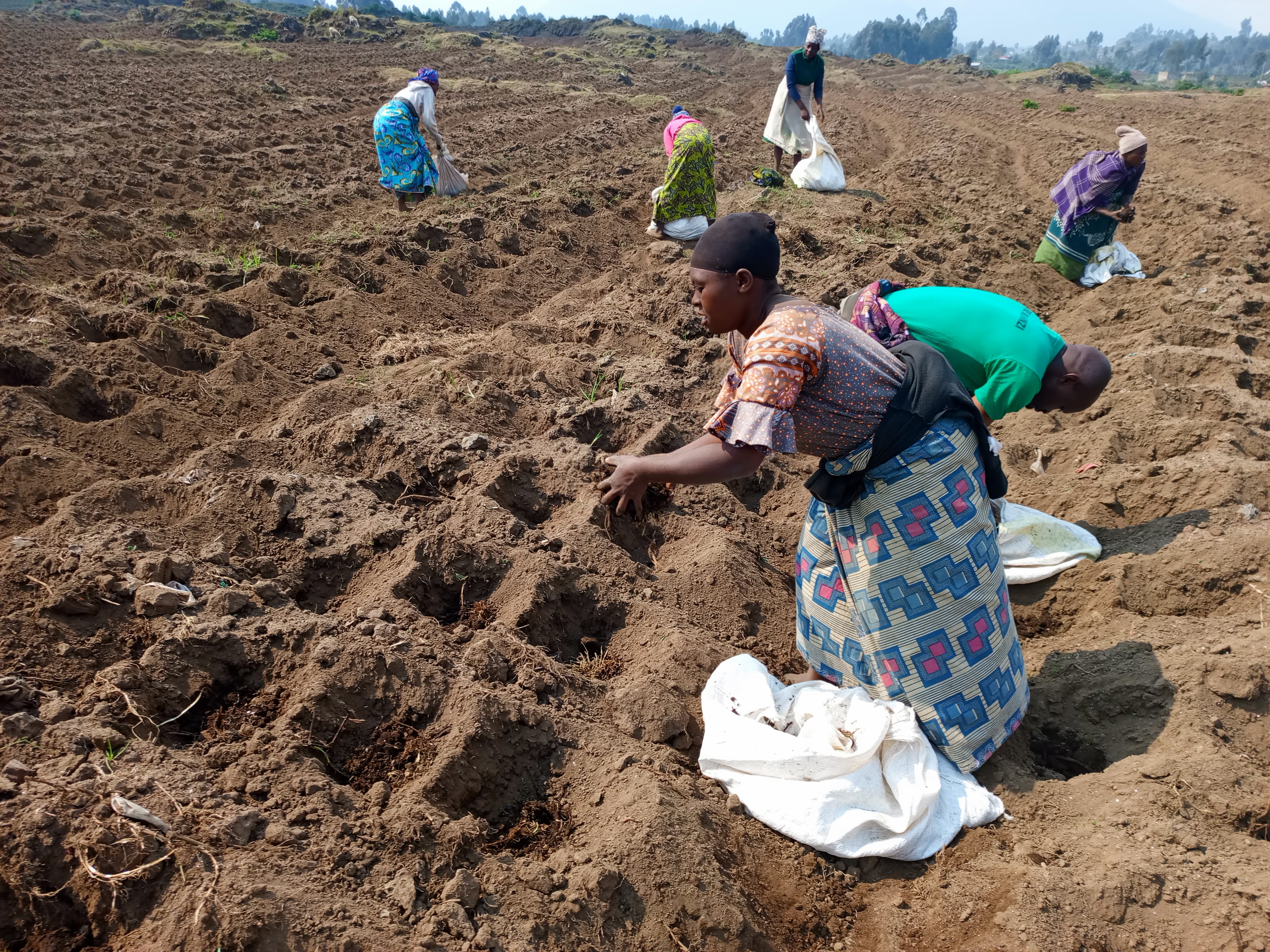 Abaturage bashyira ifumbire y'imborera mu myobo y'ibirayi