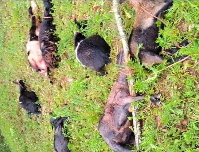 Abaturage biciwe amatungo bagiye gushumbushwa