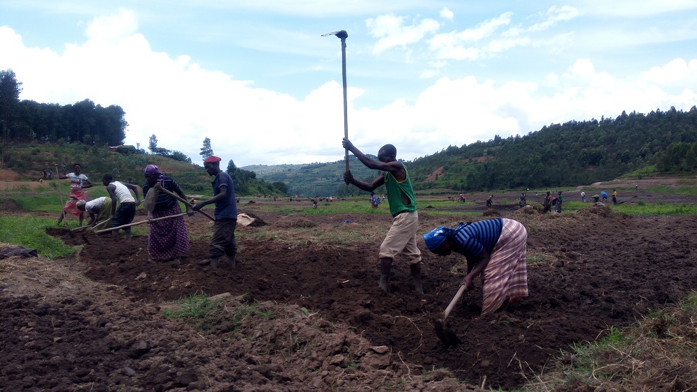 Abaturiye igishanga cya Rutabo bishimiye kugihinga nyuma y