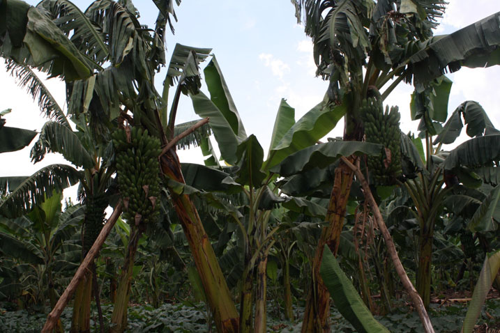 Abavuguruye urutoki ngo beza igitoki gipima ibilo hagati ya 50 na 100.