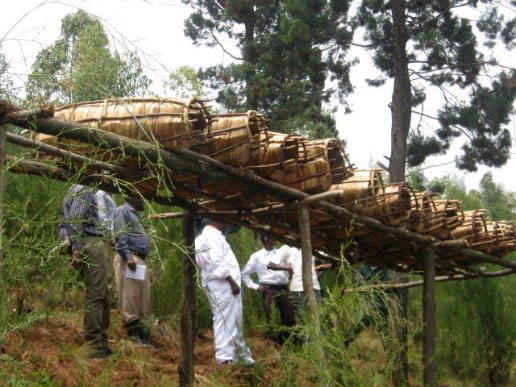 Abavumvu ngo bagiye kwigishwa uburyo bwo korora inzuki bya kijyambere 