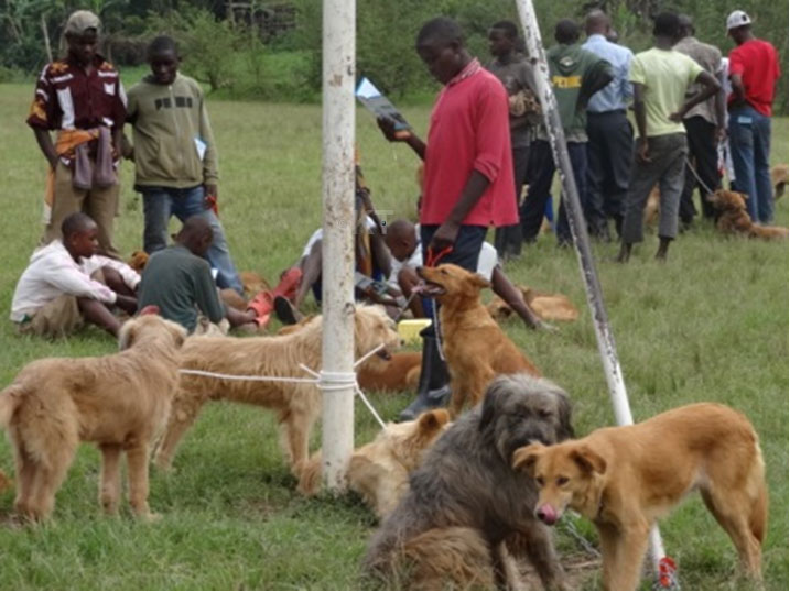 Abenshi baritabira gukingiza imbwa zabo kugirango zitazarya abantu.