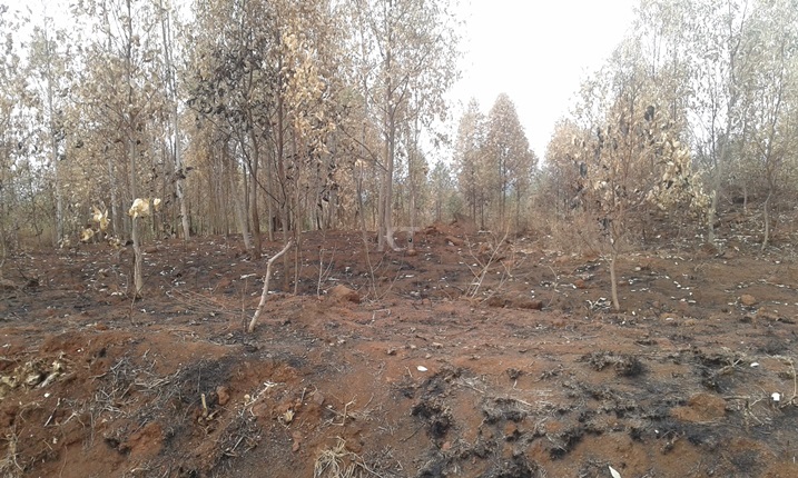 Abenshi ngo baba bagamije ko hamera ubwatsi bwiza mu gihe imvura iguye.