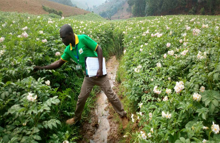 Abize ubuhinzi batangiye gufasha abahinzi kongera umusaruro aho batuye