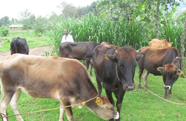 Aborojwe muri gahunda ya Girinka batangaza ko bigiye byinshi mu cyumweru cya Girinka bizabafasha guteza imbere ubworozi bwabo.