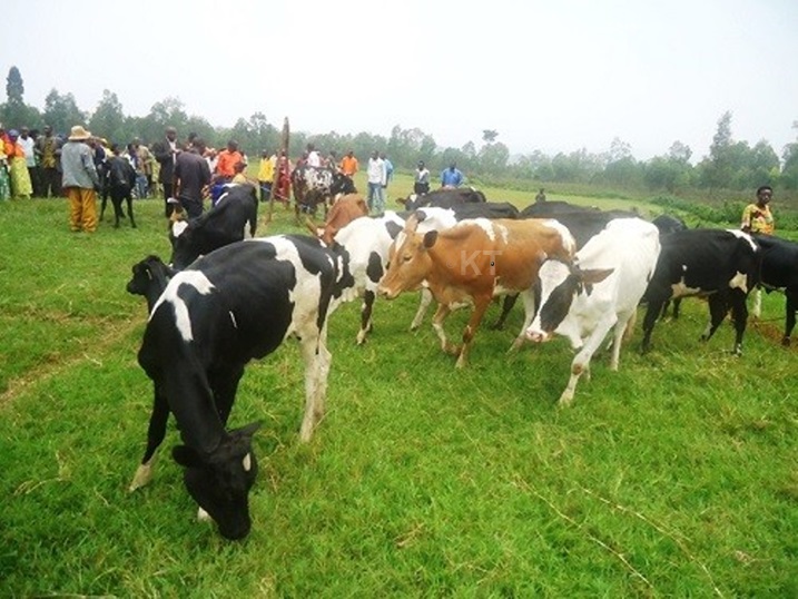 Aborozi bavuga ko inka zibanguriwe ku buryo bw'intanga zitinda gufata.