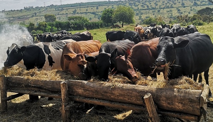 Aborozi bavuye mu bworozi bwa gakondo bajya muri kijyambere