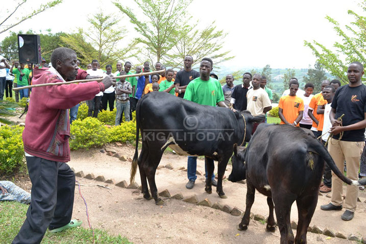 Abagize AERG/GAERG bagabiye inka Mukarurinda n'umusaza warokotse Jenoside yakorewe Abatutsi utishoboye