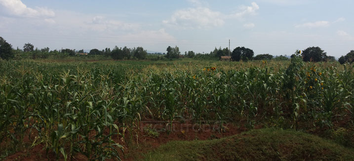 Aha niho rizimurirwa muri metero 200 uvuye aho ryahoze mbere