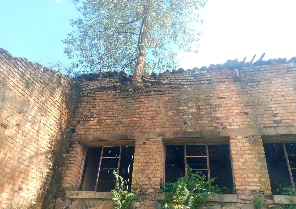 icyari urukiko rwa Kanto muri Gakenke hamezemo igiti