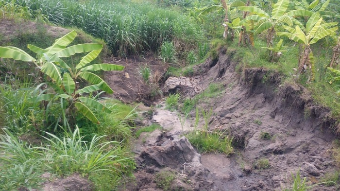 Ahangaha hahoze imirima yahingwaga none yaratwawe