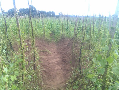 Ahatewe ibisasu mu Rwanda Busasamana.