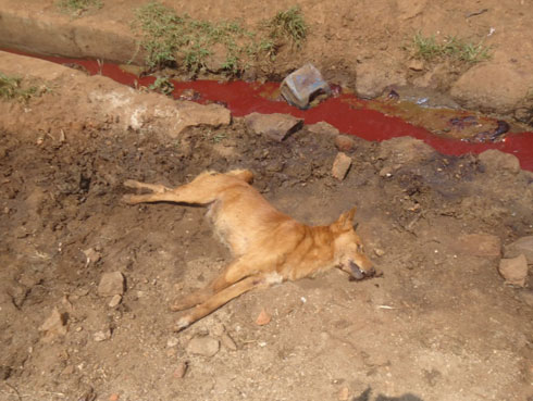 Abaturage barasaba ko imbwa zapfuye zakurwaho kuko aho zaguye hegeranye naho babagira amatungo.