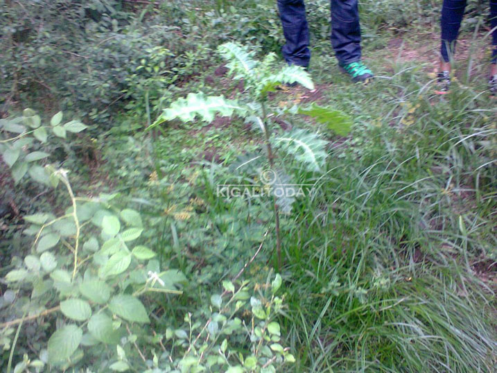 Aho Nyagakecuru yari atuye hari amatovu n'imigina bigaragara ko hari hatuwe