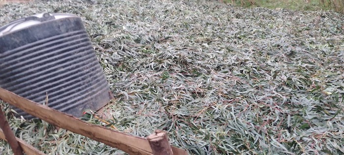 Kuvana aya mababi ku biti bitarageza igihe cyo gusarurwa bishobora guteza ingaruka zituruka ku kwangiza ibidukikije