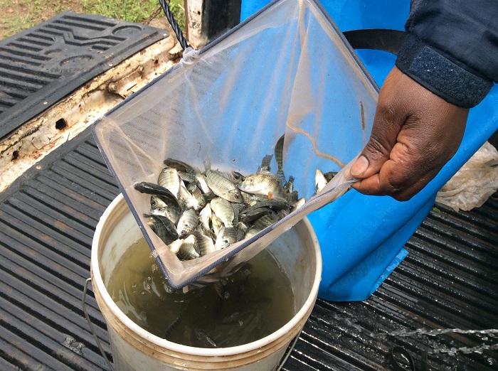 Ubu ni bumwe mu bwoko bw