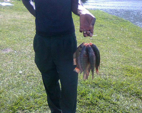 Kubera kubura ibiryo amafi ntakura bishimishije.