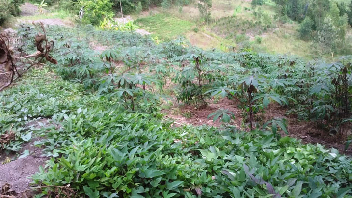 Amafuku yona ibijumba n