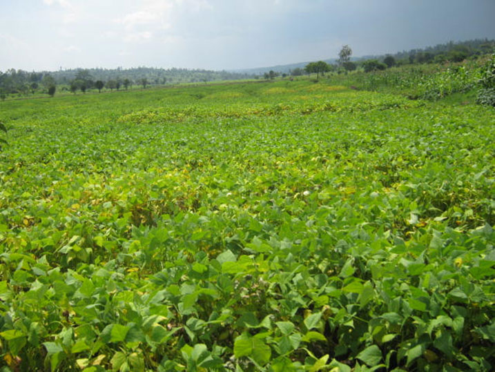 Hari ubuso buhinzeho Soya batarasarura, bitanga icyizere ko umuhigo bazawugeraho. 