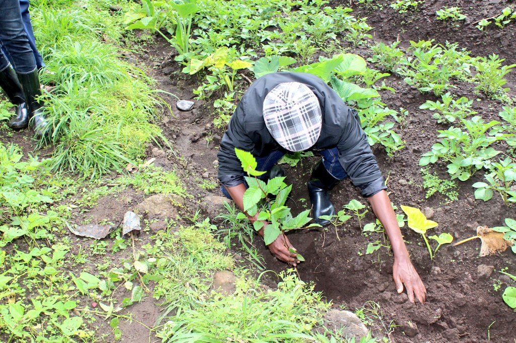 Bateye ibiti mu rwego rwo kurwanya isuri