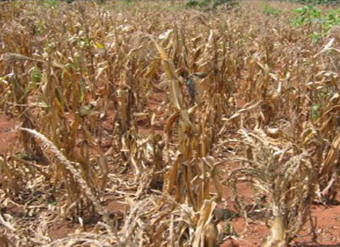 Mu mwaka wa 2005, akarere ka Bugesera kibasiwe n'amapfa yatumye imyaka yumira mu mirima.