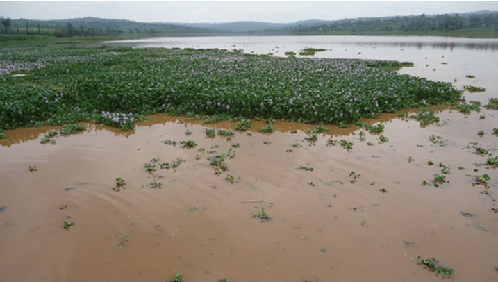 Amarebe yageze hafi mu kiyaga cyose ku buryo byarenze ubushobozi bw'abagikoreramo.
