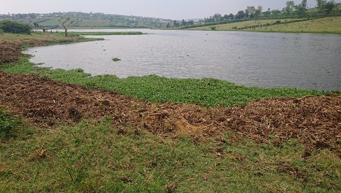Amarebe bakuramo bayashyira hafi n'amazi ku buryo imvura iguye yasubira mu mazi