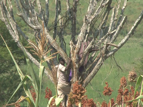 Bihishe mu giti bahunga imbogo.