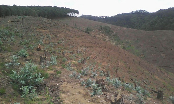 Amashyamba ya kera cyane arimo gusazurwa