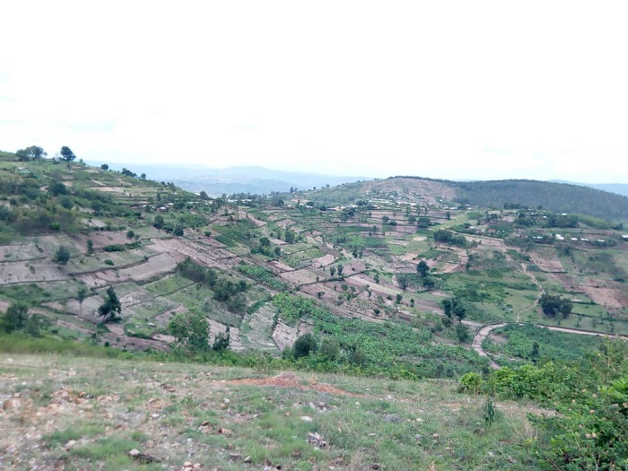 Gutera amashyamba ku misozi ihanamye ni kimwe mu bizatuma Amayaga yongera gutoha