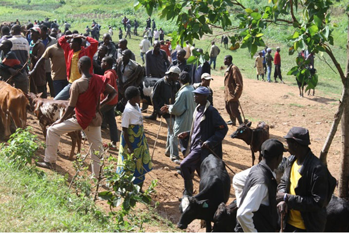 Kuba amasoko y'inka asigaye abera rimwe ni kimwe mu byagabanije ubujura bwazo.