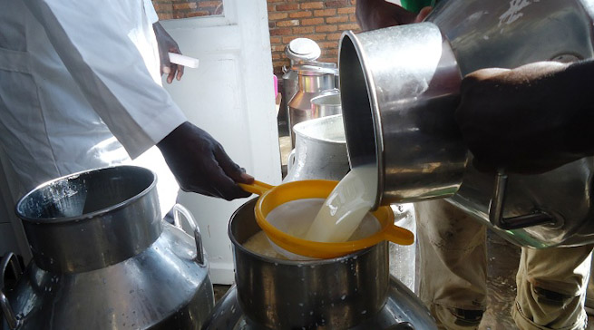 Umworozi ugejeje amata ku ikusanyirizo azajya ahabwa 400Frw kuri litiro imwe naho ku ikusanyirizo ni 432Frw 