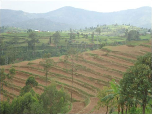 Amwe mu materasi yaciwe mu murenge wa Rwabicuma mu karere ka Nyanza.