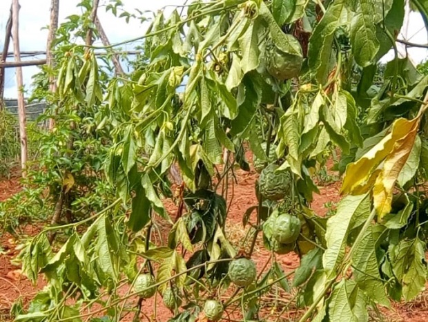 Imbuto itizewe izana n