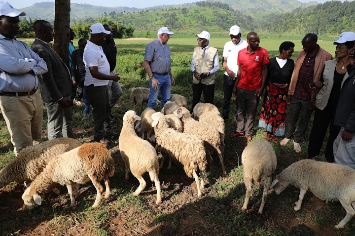 Amatungo bahabwa yitezweho kongera ifumbire