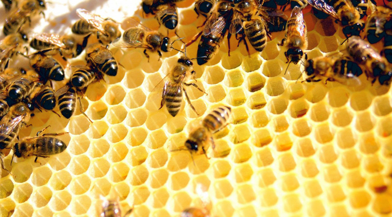 Ibishashara by'inzuki n'ibyo nibyo bashongesha bakabikuramo amavuta yo kwisiga 