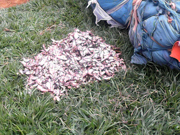 Amwe mu mafi mato yari yarobwe.