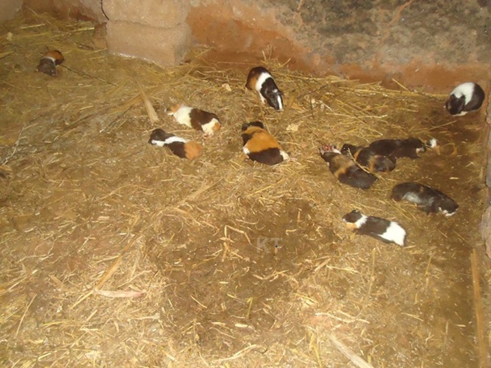 Amwe mu matungo nk'inkwavu n'imbeba za kizungu, basanze yarapfuye kubera inzara. Ifoto: Eric Muvara/Kigali Today.