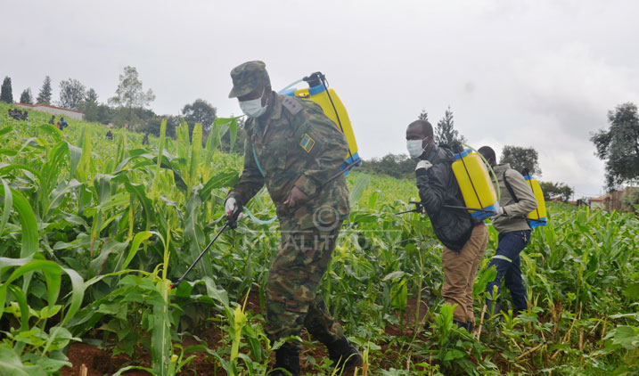 Ingabo zifatanya n'abaturage kurwanya nkongwa
