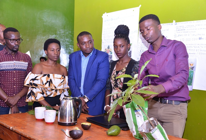 Abakoze umushinga wa avoka umuntu atera akanayimukana, bavuga ko abakodesha badashobora kugira ikibazo cyo kugira imbuto za avoka 