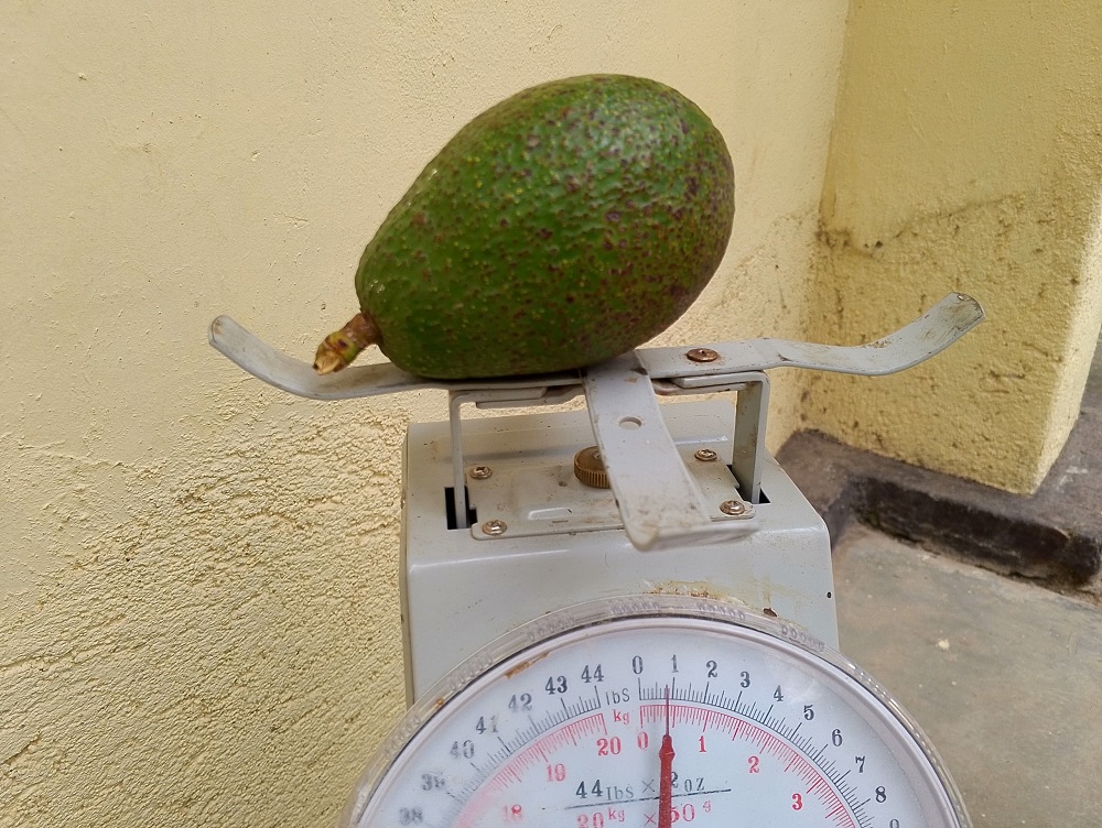 Iyi avoka ipima hafi inusu igurishwa hafi 100 frw