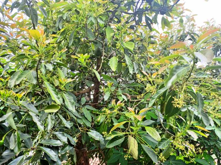 Igitikimwe cyera imbuto nyinshi