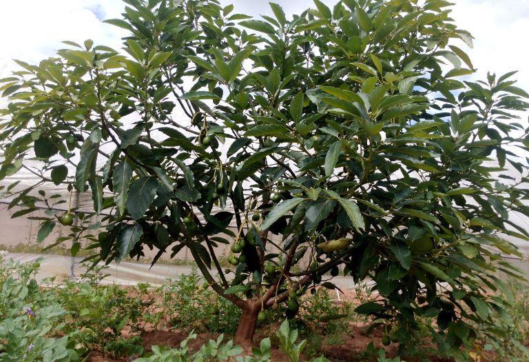 Avoka ziri guhingwa muri Huye zitangira kwera nyuma y