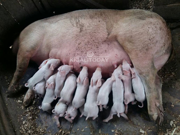 Avuga ko mu mwaka ingurube ishobora kororoka izigera muri 80